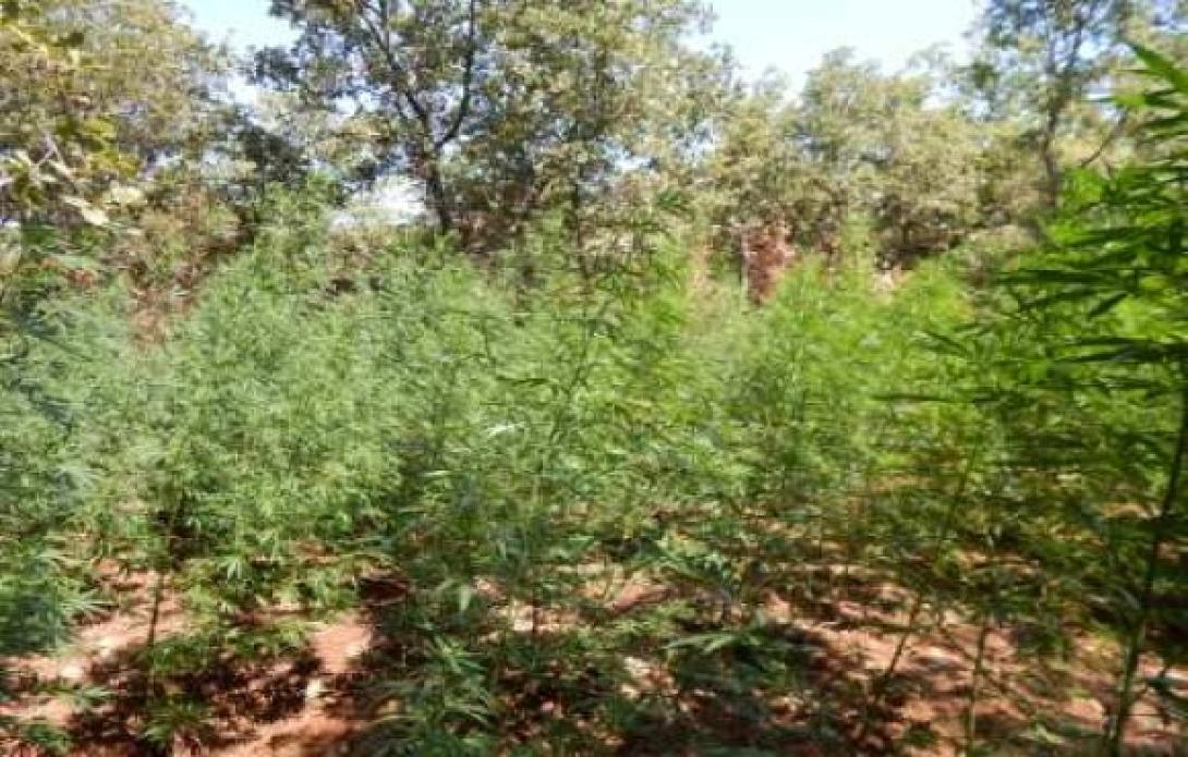 Κρήτη: Επιχείρηση της ΕΛ.ΑΣ. με φόντο... 1.470 δενδρύλλια κάνναβης 