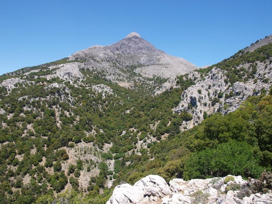 δασοπροστασία