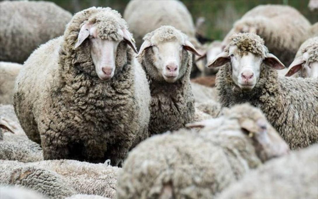 Πανελλαδική σύσκεψη στην Αθήνα για τον καταρροϊκό πυρετό - Ενισχύεται με κτηνίατρους η Κρήτη