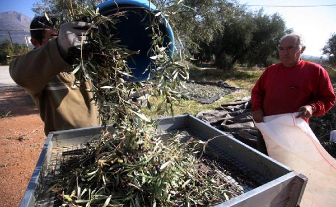 Ο ΕΛΓΑ αποζημιώνει αγρότες του Ρεθύμνου