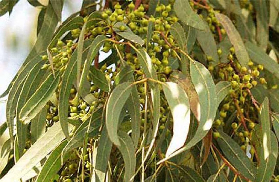 Ευκάλυπτος