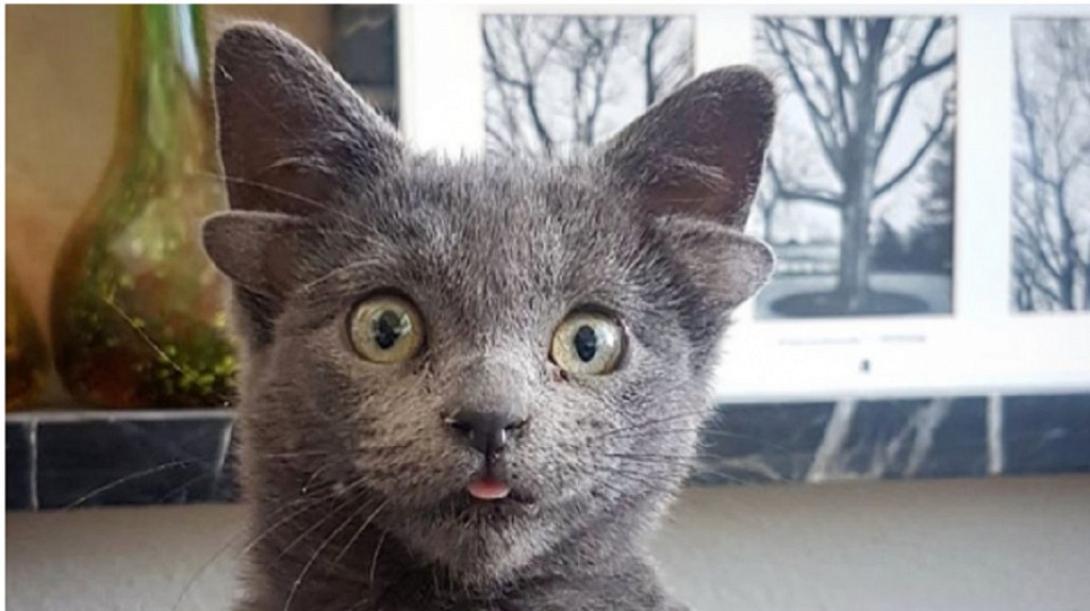 γατακι με 4 αυτια