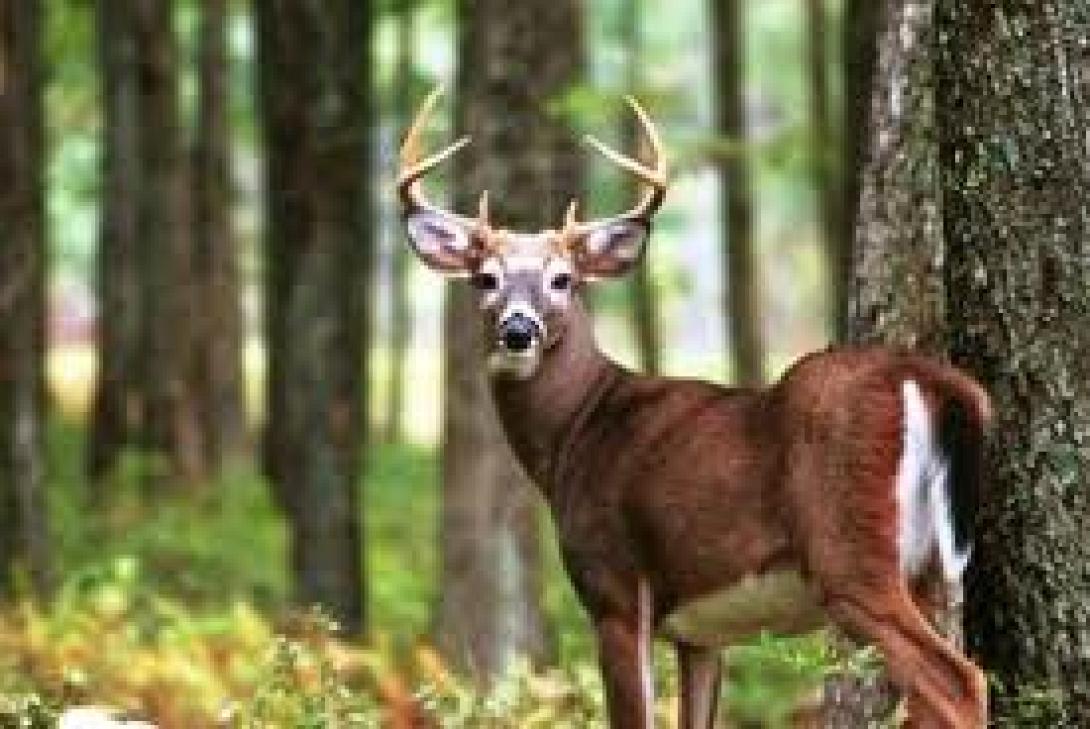 Τώρα και τα ελάφια μάστιγα για την Αυστραλία