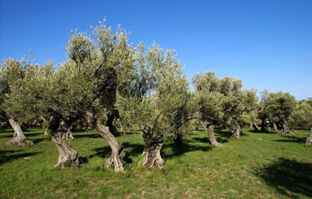 Καταγγέλλουν συμμορία που καταστρέφει τις ελιές στο Καστέλι