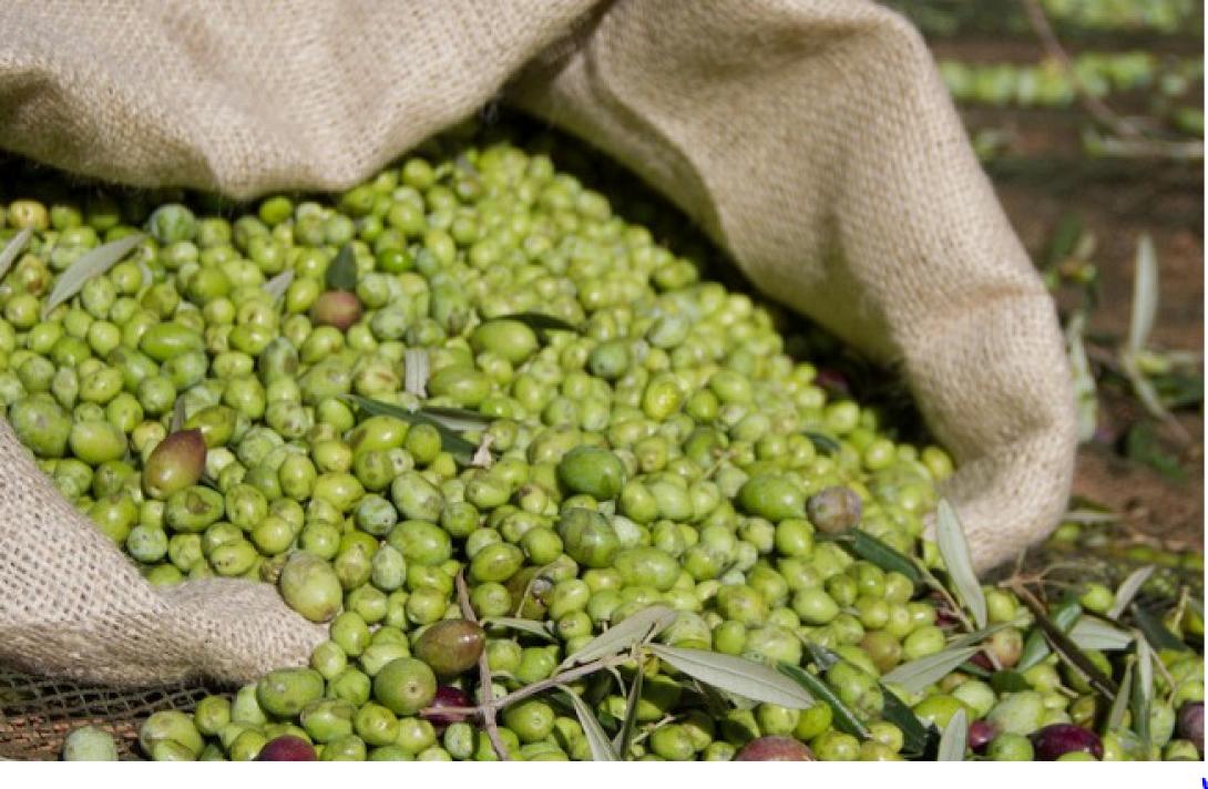 Καλαμάτα: Έκλεψε τις ελιές και πήγε να τις αλέσει για να πάρει το λάδι!