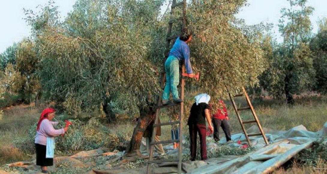 ελαιοπαραγωγος