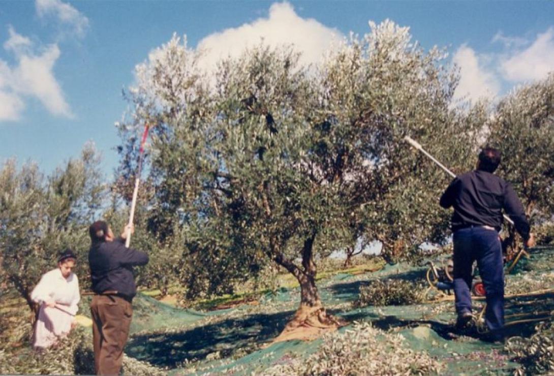 Τι θα γίνει με τις αποζημιώσεις για την ακαρπία στις ελιές;