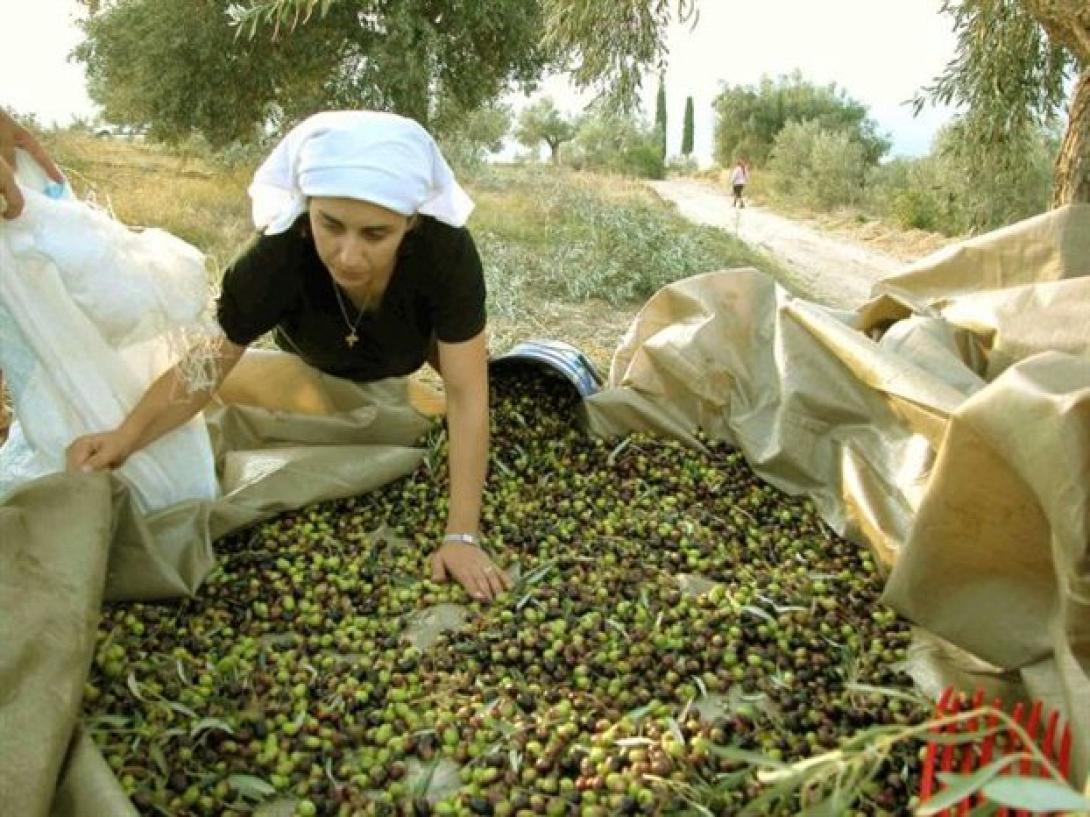 Χρηματιστήριο ελαιολάδου ετοιμάζεται στο Πειραιά