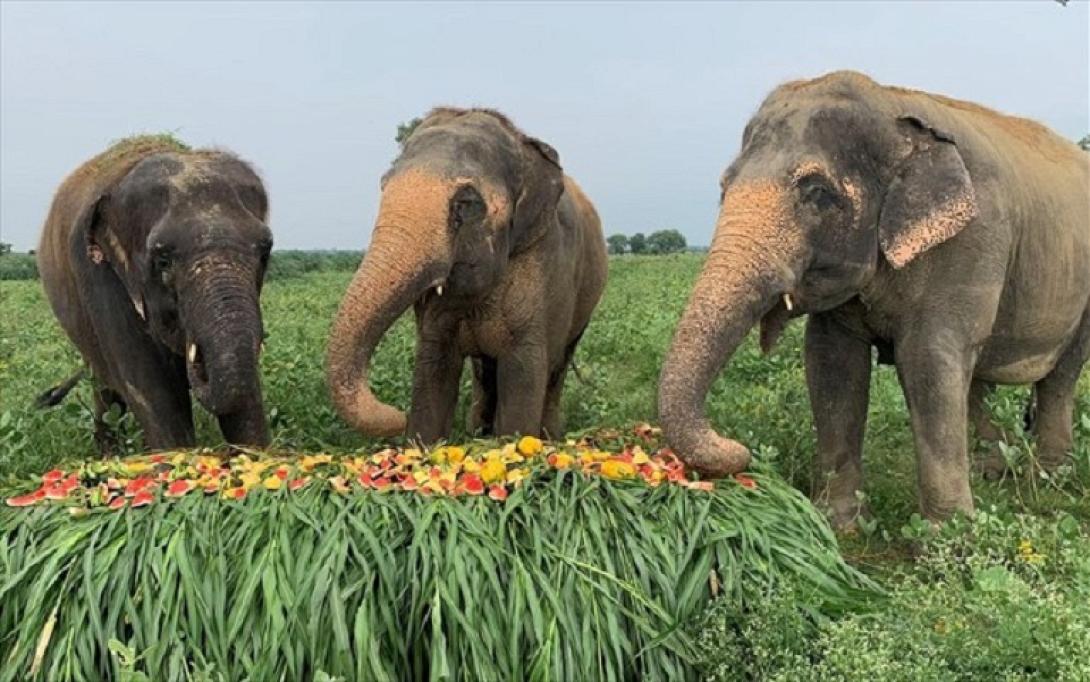 Κεράστηκαν τα αγαπημένα τους φρούτα!