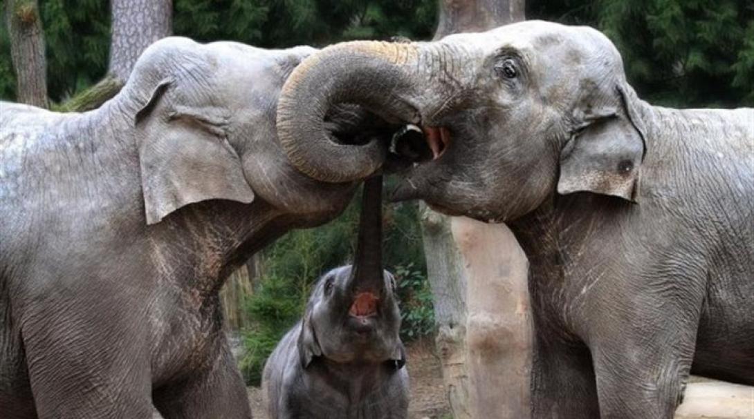 Και οι ελέφαντες παρηγορούν ο ένας τον άλλο