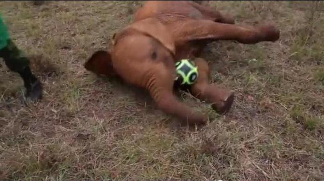 Το πιο χαριτωμένο ματς ποδοσφαίρου! (βίντεο)