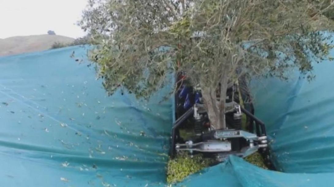 μηχάνημα ελιές