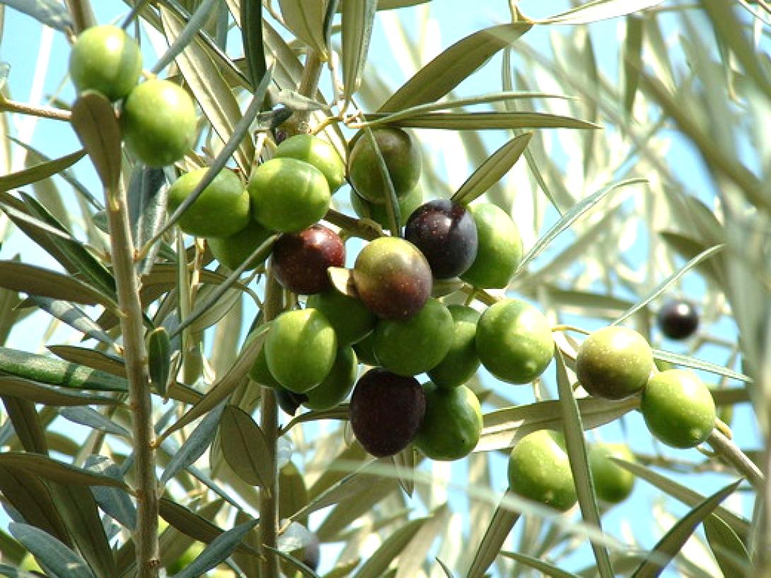 Οι καλλιεργητικές φροντίδες του Νοεμβρίου 