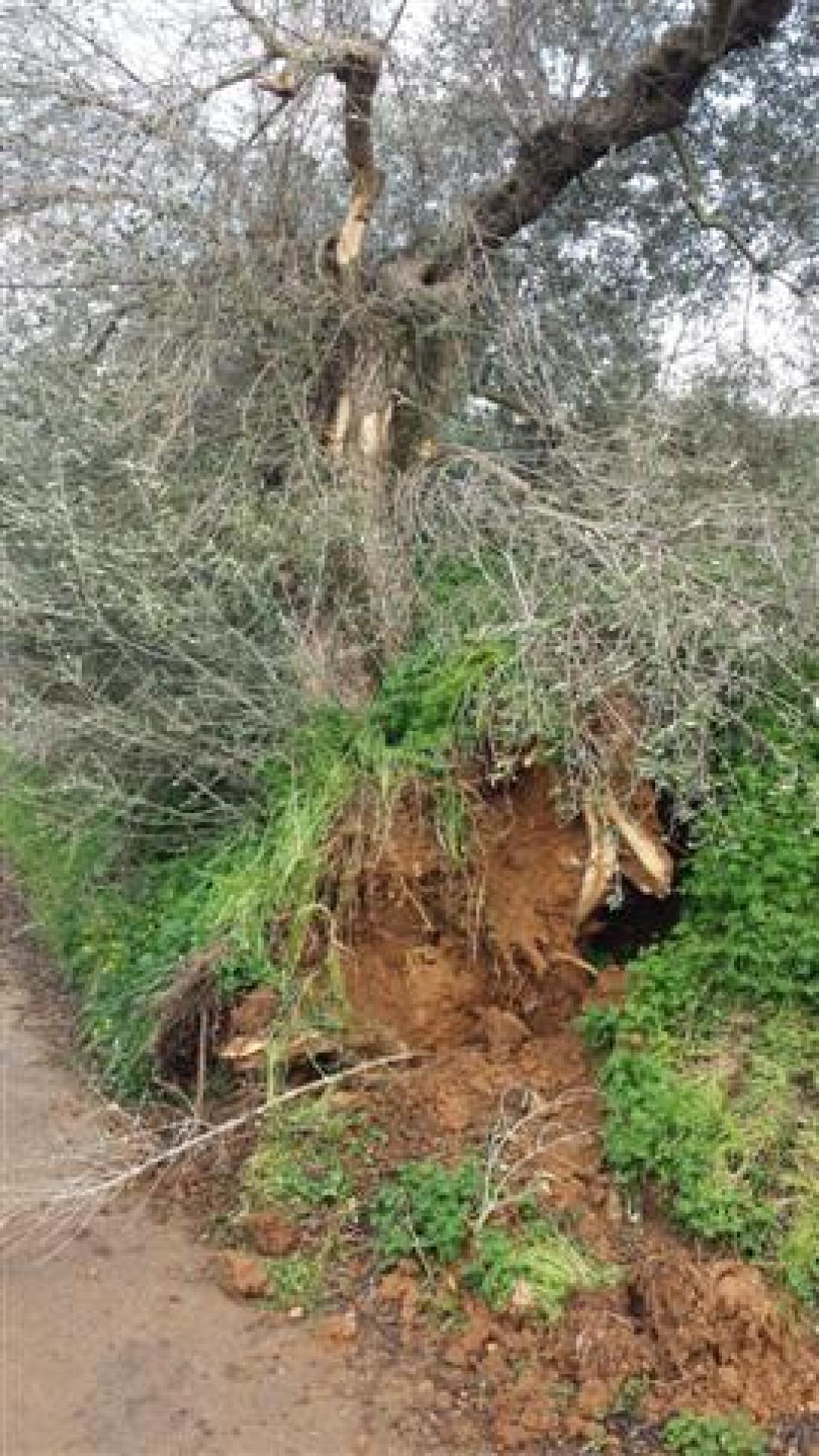 ελια τυμπακι