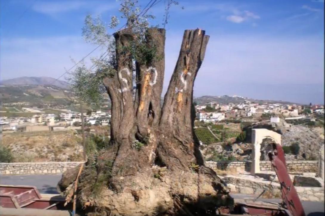 ελιά ηράκλειο