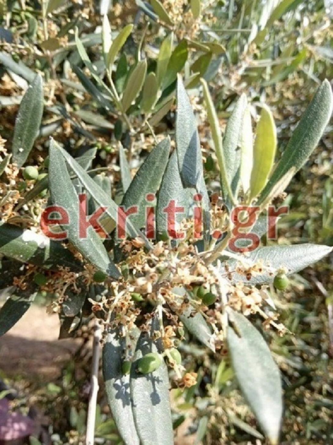 ελιές καύσωνας