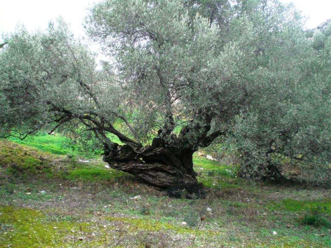 Πανάρχαιες ελιές της Κρήτης γίνονται καυσόξυλα