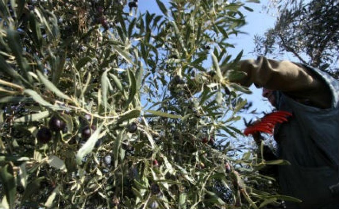 53χρονος σκοτώθηκε στο Ρέθυμνο όταν τον καταπλάκωσε κλαδί ελιάς 