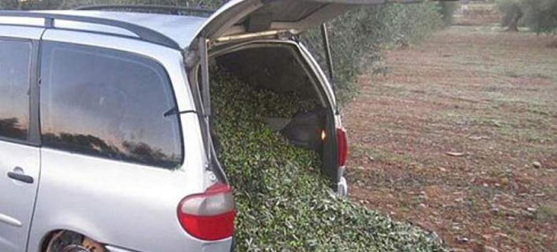 μαφία ελιάς