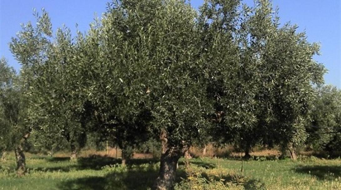 Ημερίδα για τις ελιές και τη νέα ΚΑΠ στο δήμο Πλατανιά