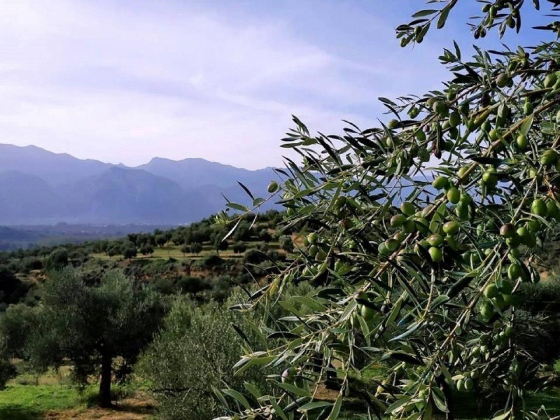 ελιές χωράφι
