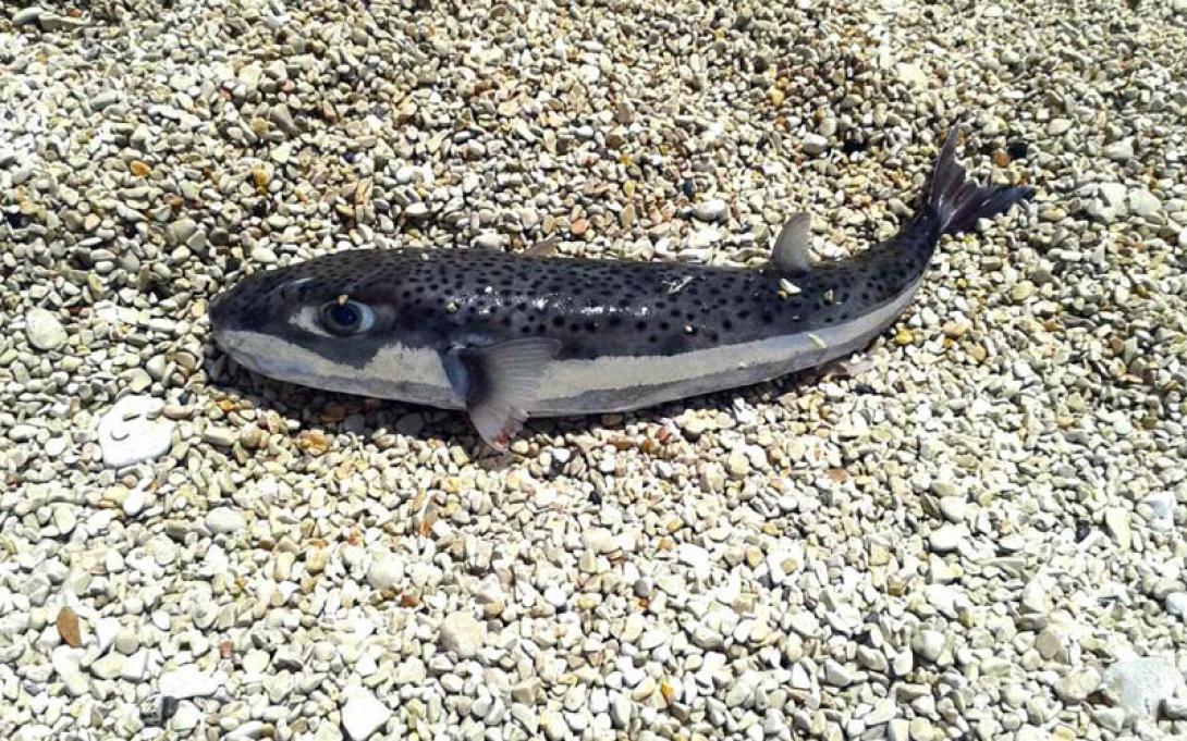 φωτο αρχειου