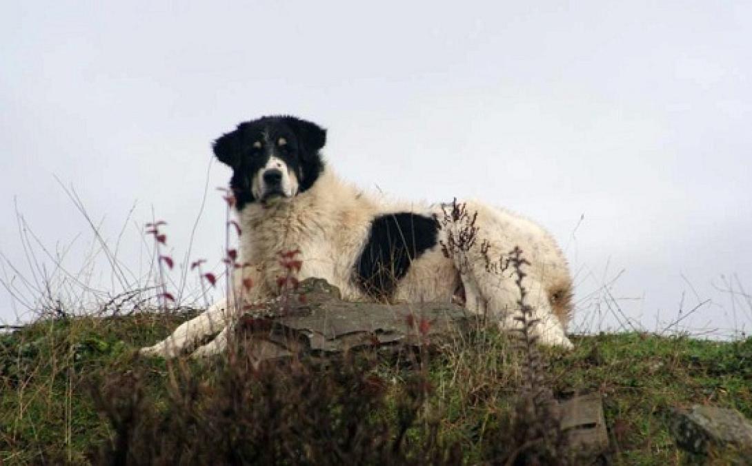 Προσπάθεια να διασωθούν τα ελληνικά τσοπανόσκυλα