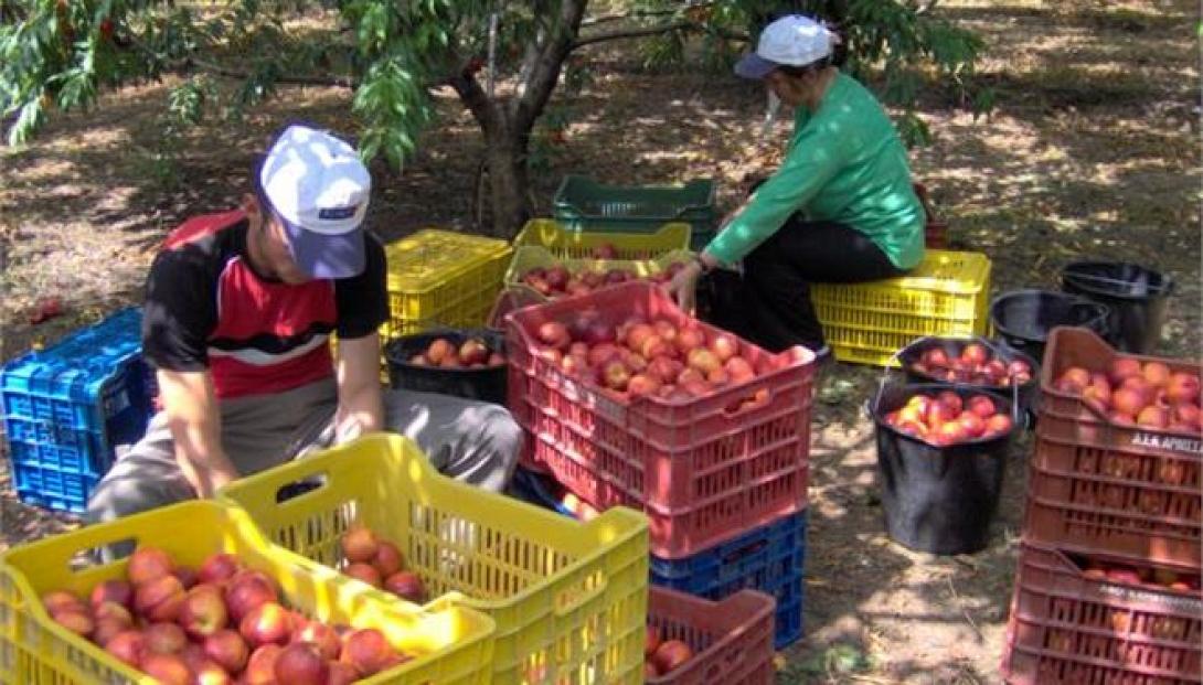 Στην Ευρωβουλή και σε έντονο ύφος οι επιπτώσεις στους αγρότες από το ρωσικό εμπάργκο