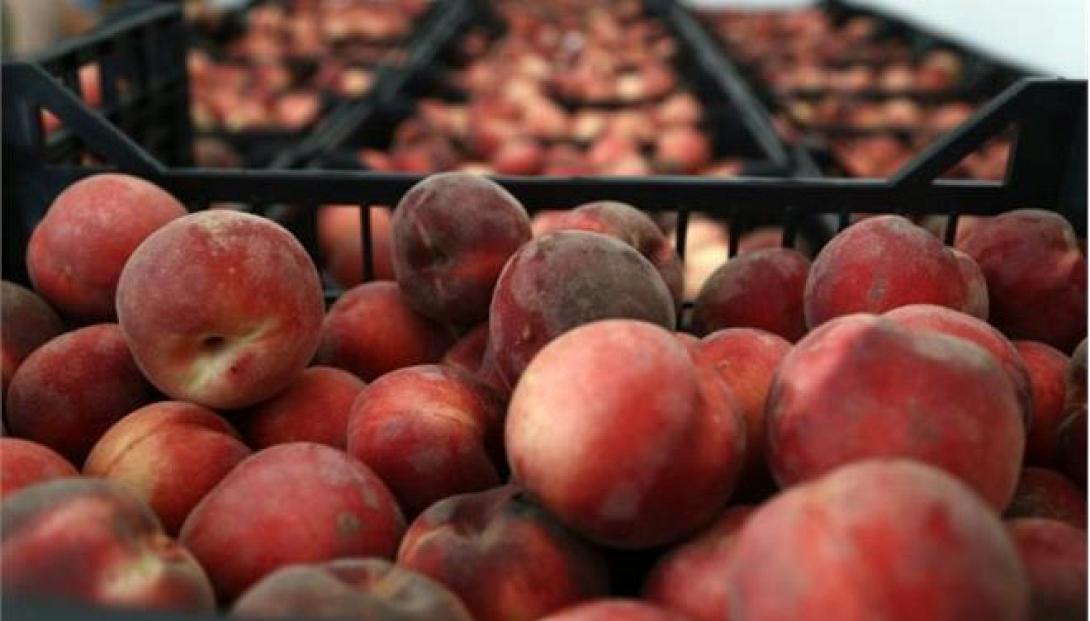 Μ. Κεφαλογιάννης: Ανάγκη στήριξης των αγροτών που επλήγησαν από το ρωσικό εμπάργκο