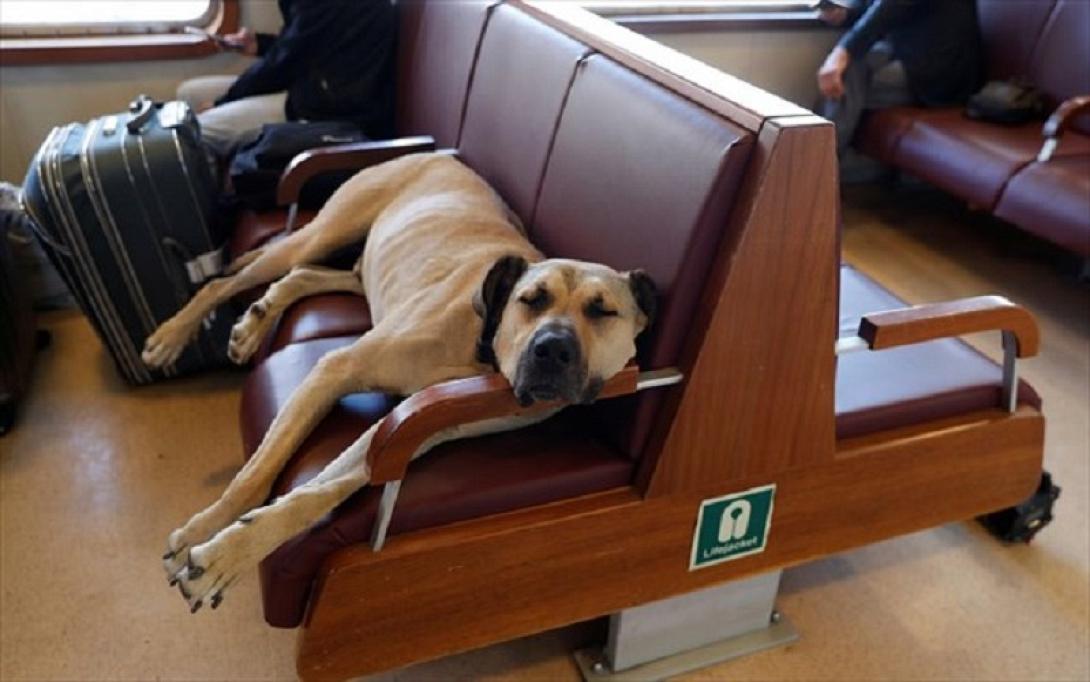 Ο σκύλος στην Κωνσταντινούπολη