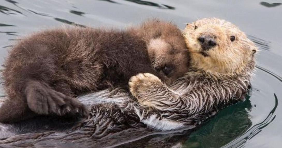 ενυδρίδα βίδρα