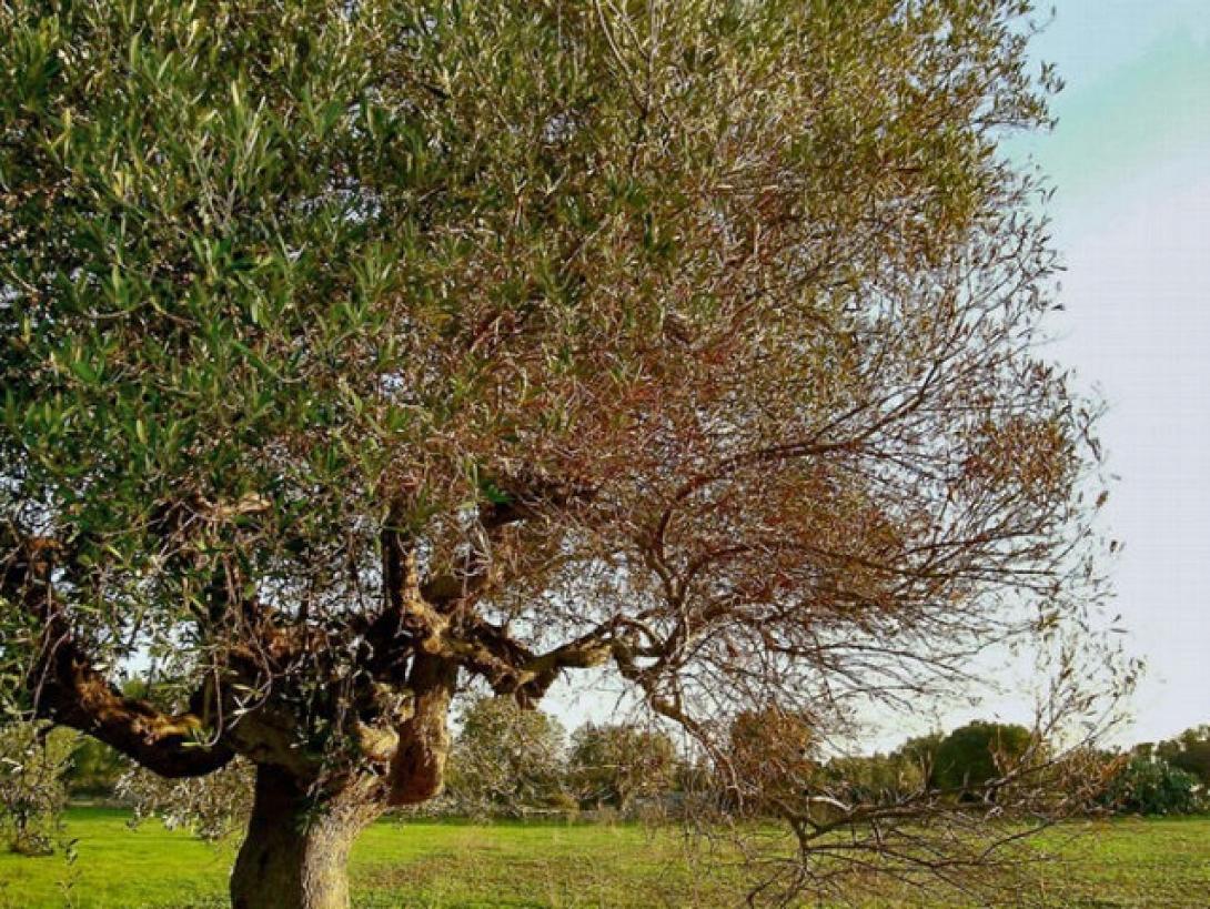 xylella