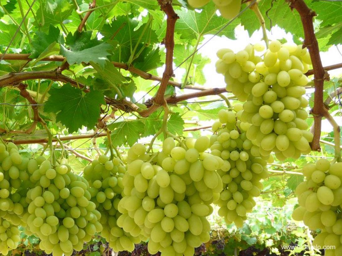 Ηράκλειο: Κίνδυνος για το επιτραπέζιο σταφύλι από την Αυγουστιάτικη κακοκαιρία