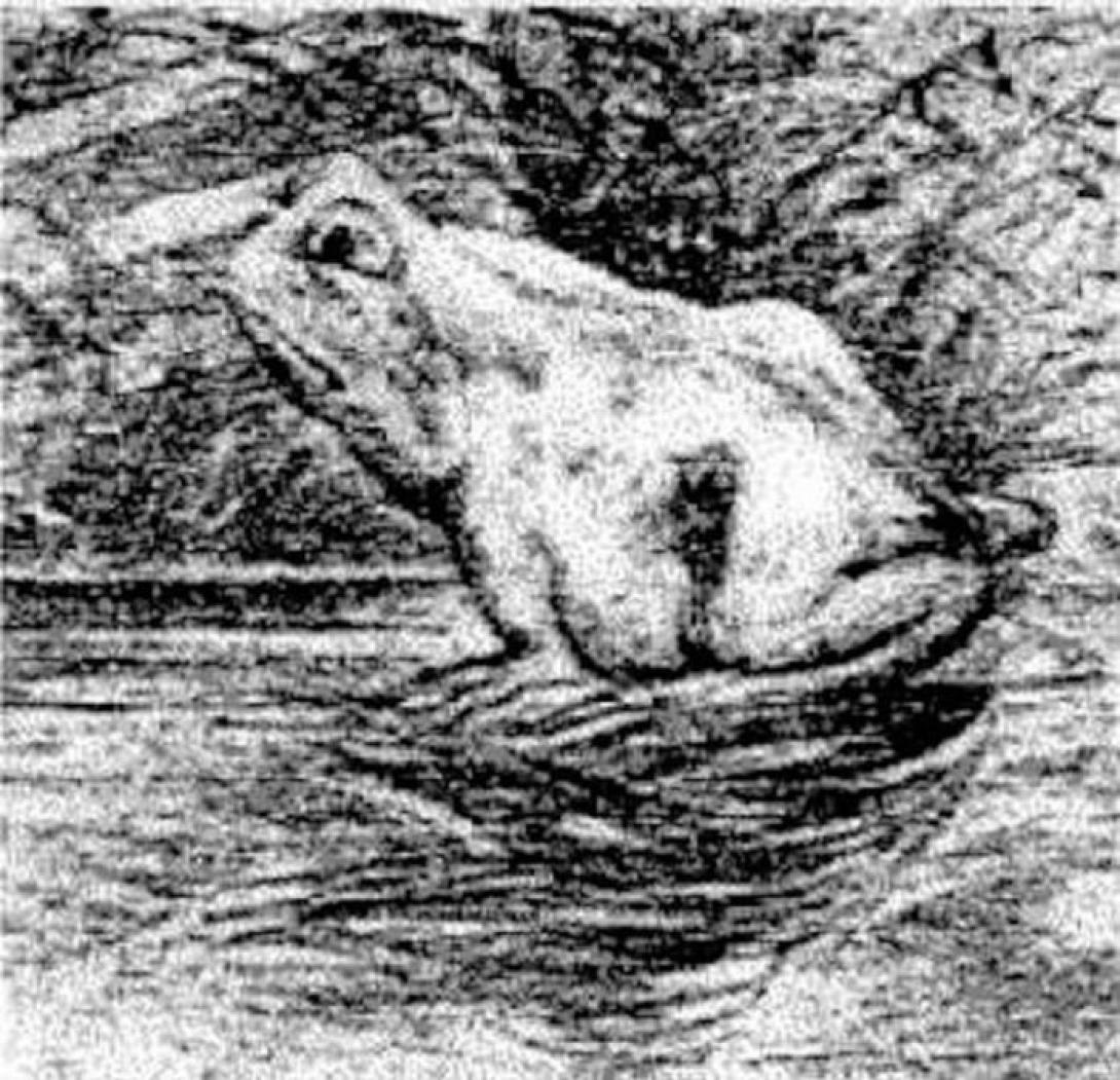 τεστ βάτραχος