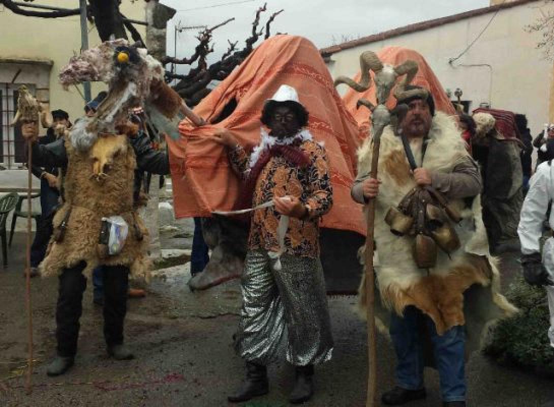 καμήλα κάινα