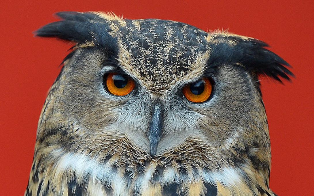 european-eagle-owl_3212668k.jpg