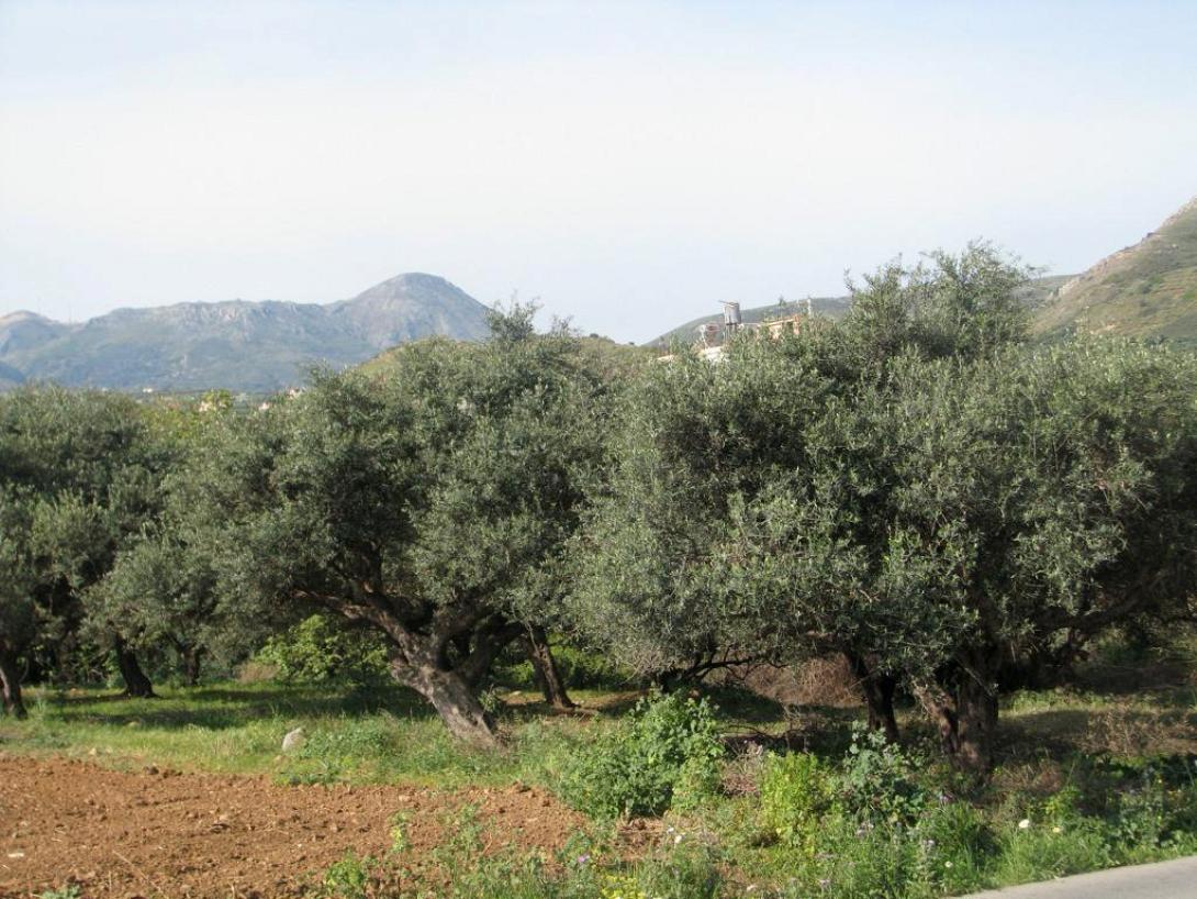 δακοκτονια