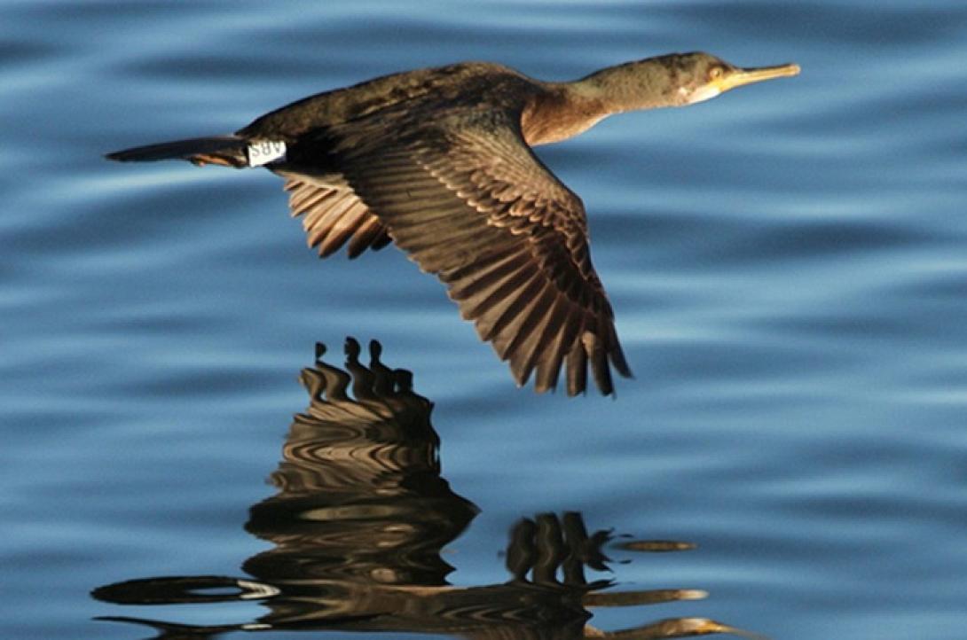 κορμοράνος