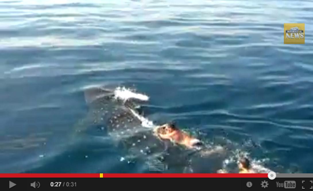 Φλόριντα: Κολύμπησε χωρίς κανένα φόβο πάνω σε φάλαινα - καρχαρία (βίντεο)