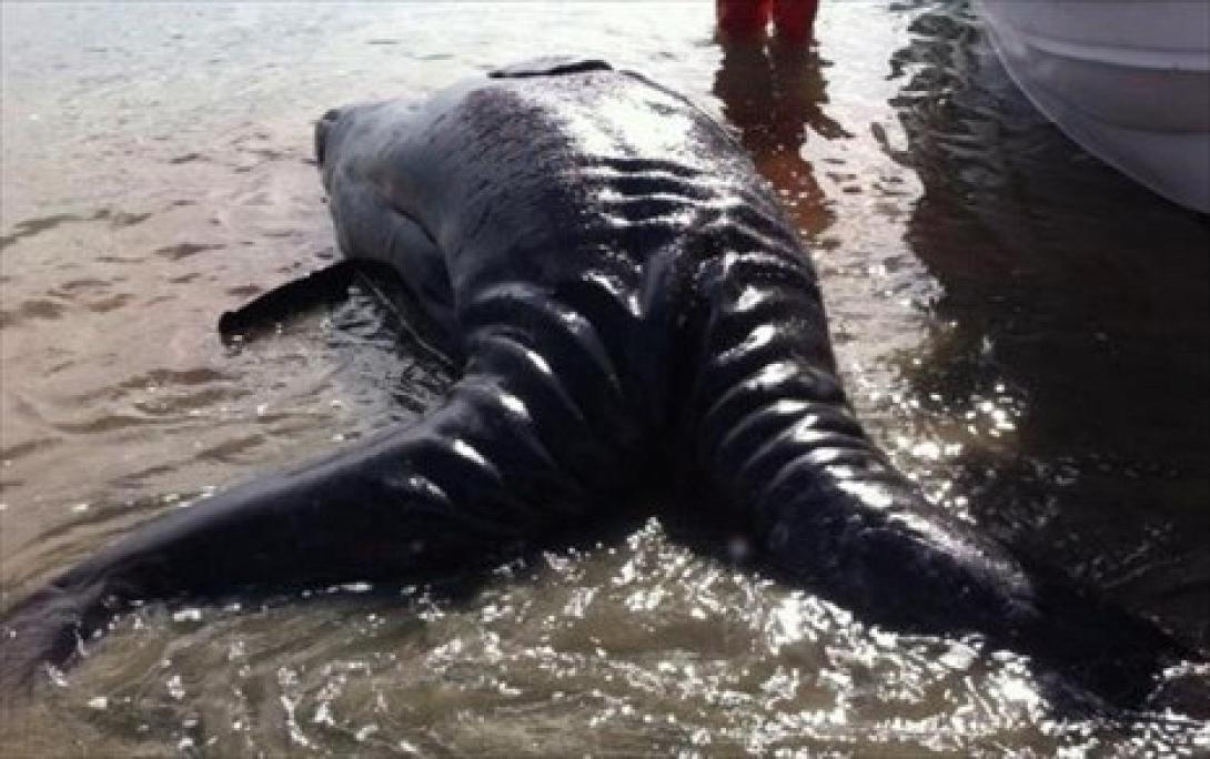 Μεξικό: νεκρές βρέθηκαν «σπάνιες» σιαμαίες φάλαινες