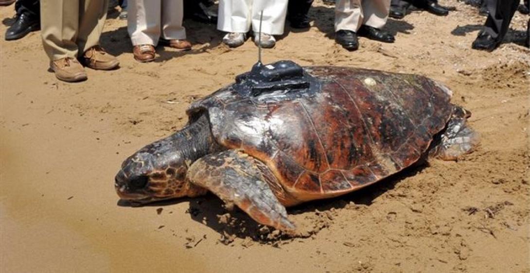 Σλοβενία: GPS σε θαλάσσιες χελώνες!