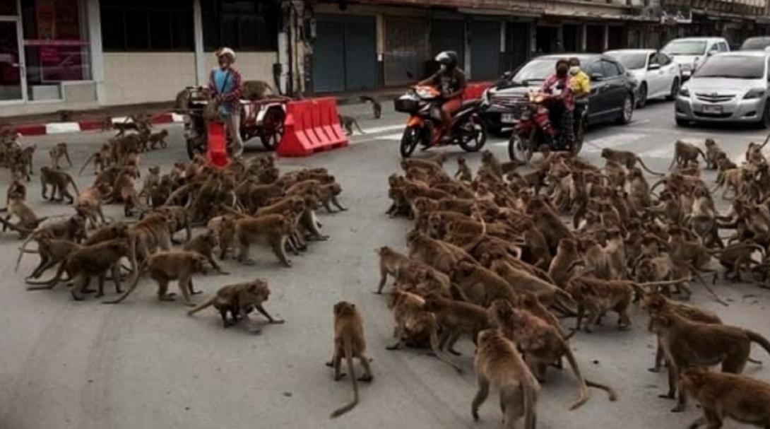 μαϊμούδες ταϊλάνδη