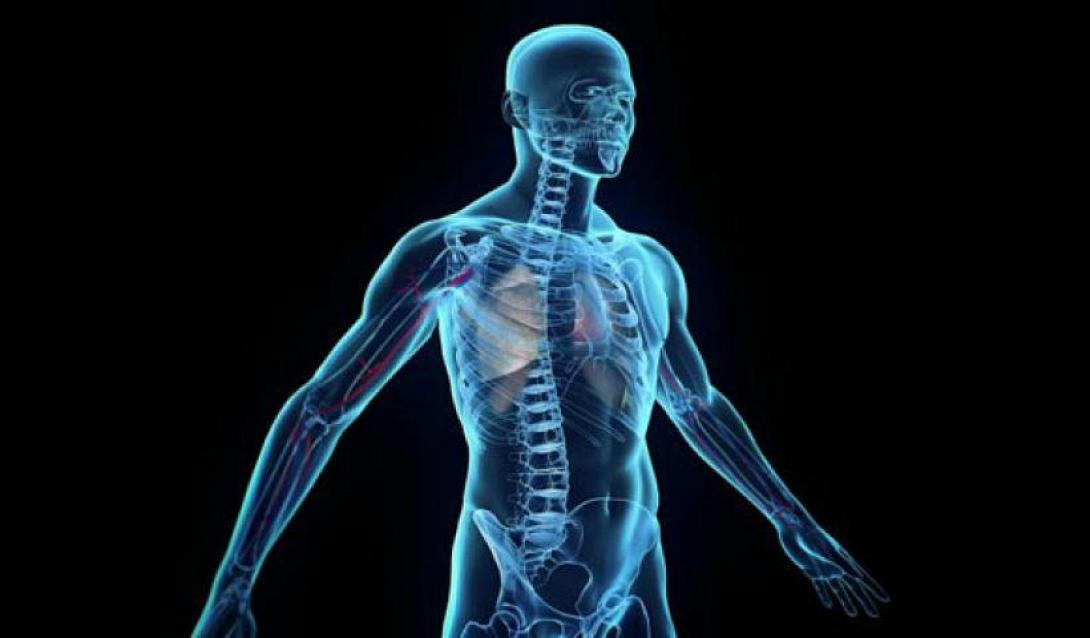 ανθρώπινο όργανο 