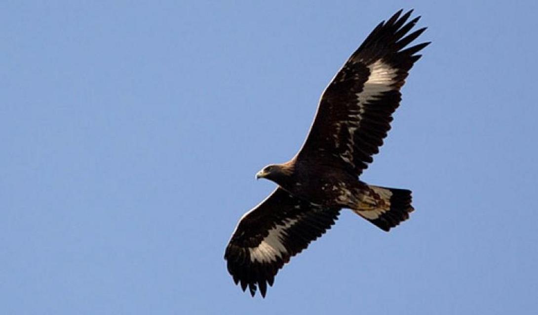 χρυσαετός