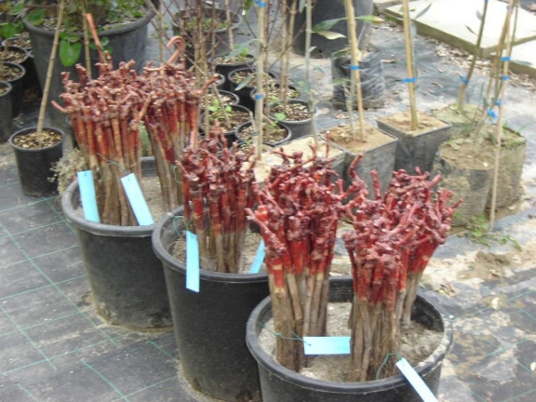   Νέα "μόδα" στα χωριά του Ηρακλείου η κλοπή φυτών αμπελιού 