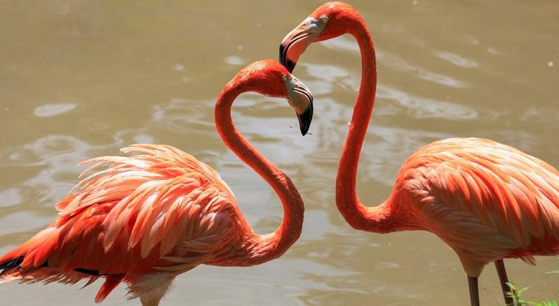 φλαμίγκο