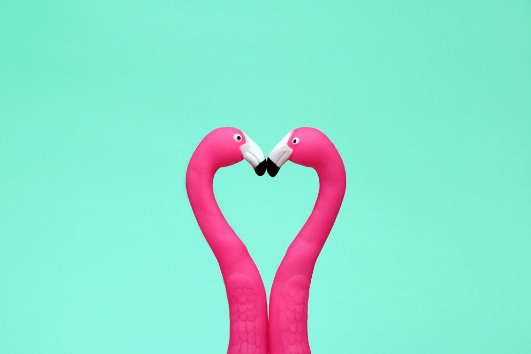 φλαμινγκο-έρωτας