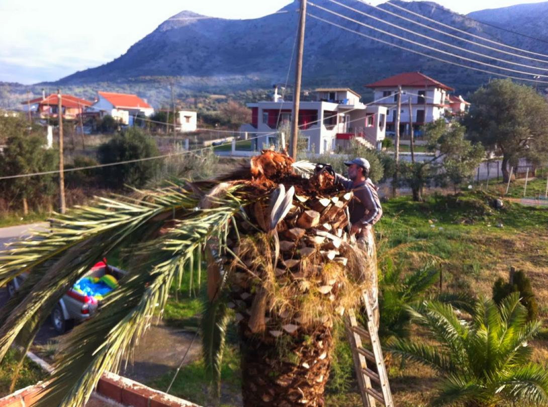  Παρεμβάσεις του δήμου Σητείας  στα Φοινικοειδή που έχουν προσβληθεί από το σκαθάρι