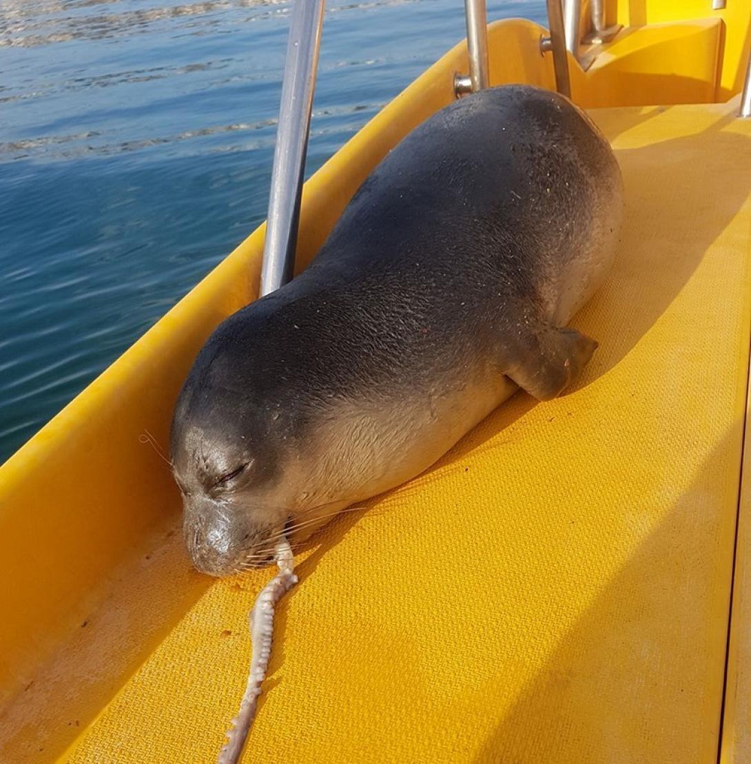 Φωκια Ρέθυμνο