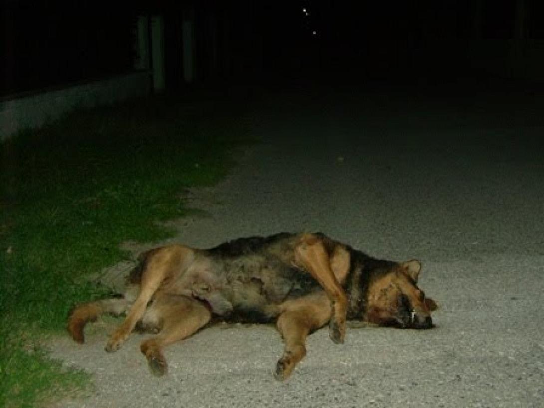 Ασυνείδητοι σκόρπισαν το θάνατο σε αδέσποτα στη Ρόδο